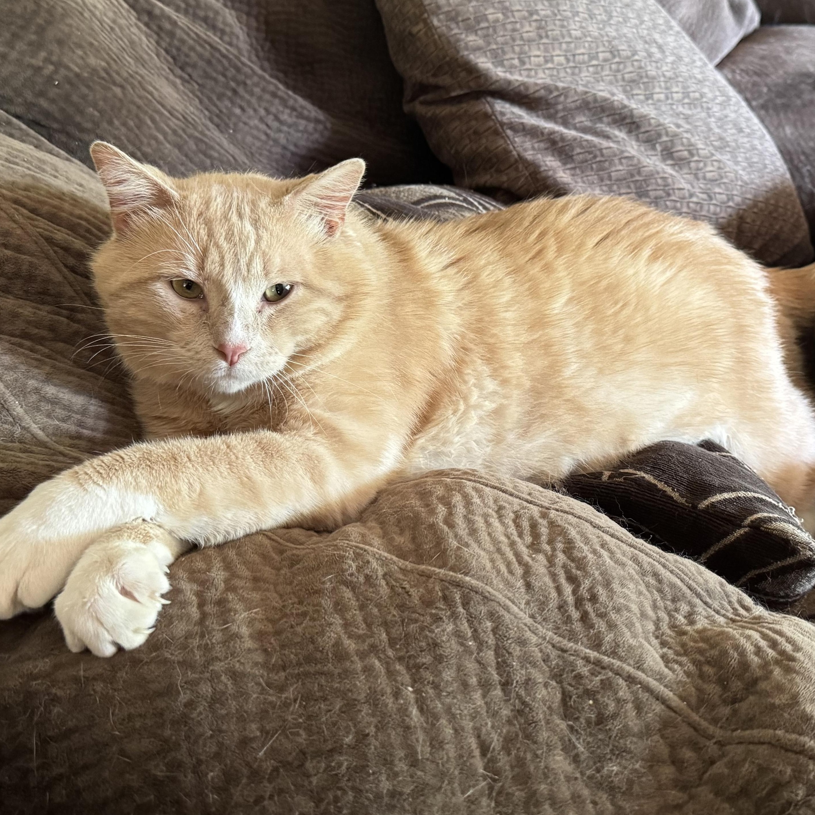 Enlarge Issac, a ADOPTABLE mixed breed in Andover, MN image 2/6