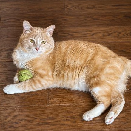 Enlarge Issac, a ADOPTABLE mixed breed in Andover, MN image 3/6