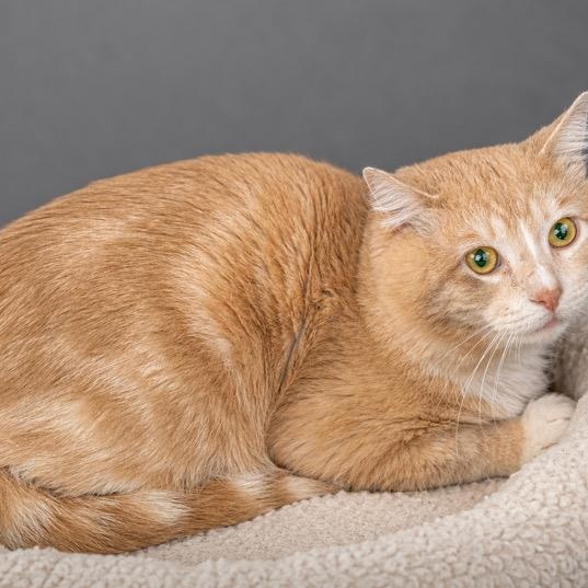 Enlarge Issac, a ADOPTABLE mixed breed in Andover, MN image 2/2