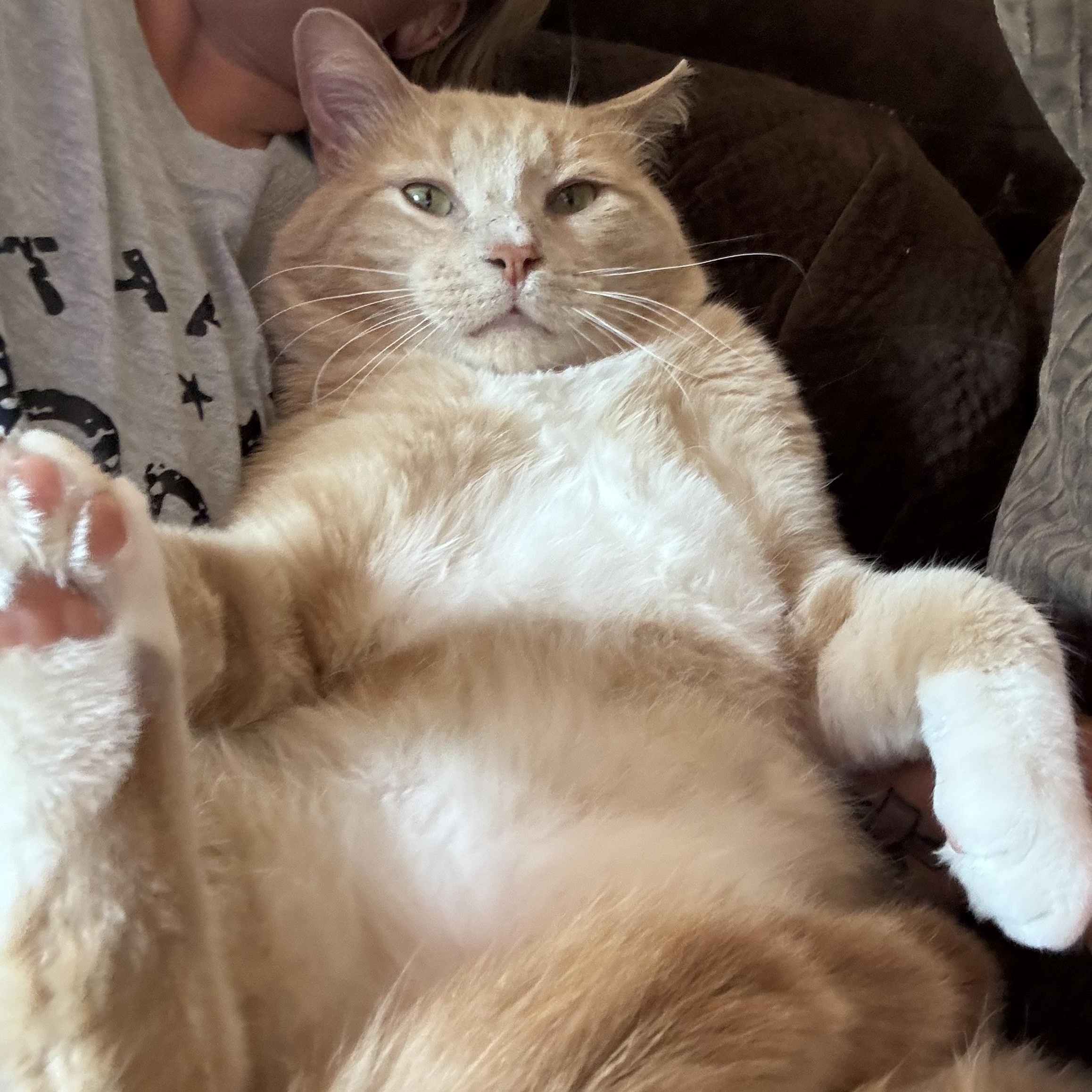 Issac, ADOPTABLE, Adult Male Tabby & Domestic Short Hair.