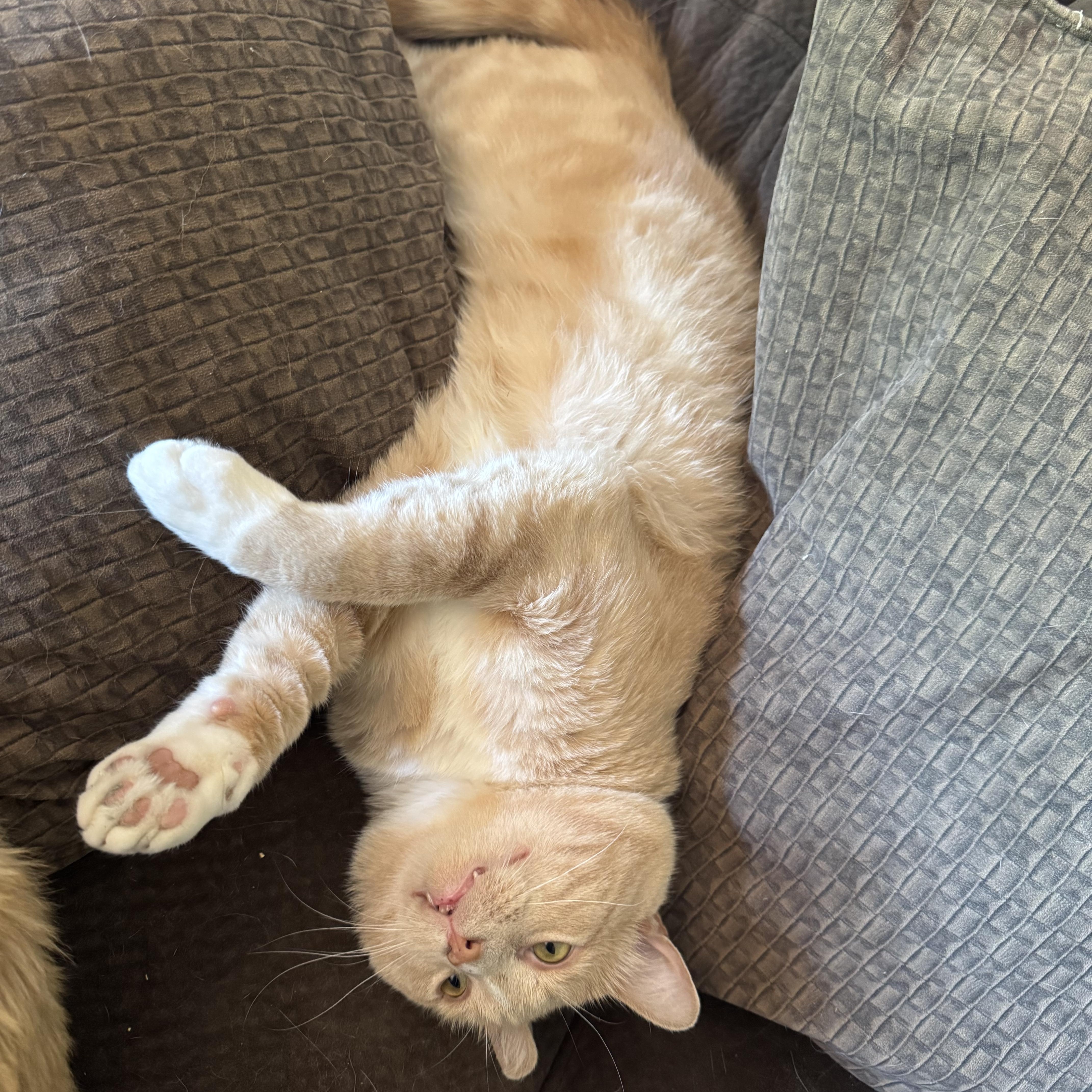 Enlarge Issac, a ADOPTABLE mixed breed in Andover, MN image 6/6