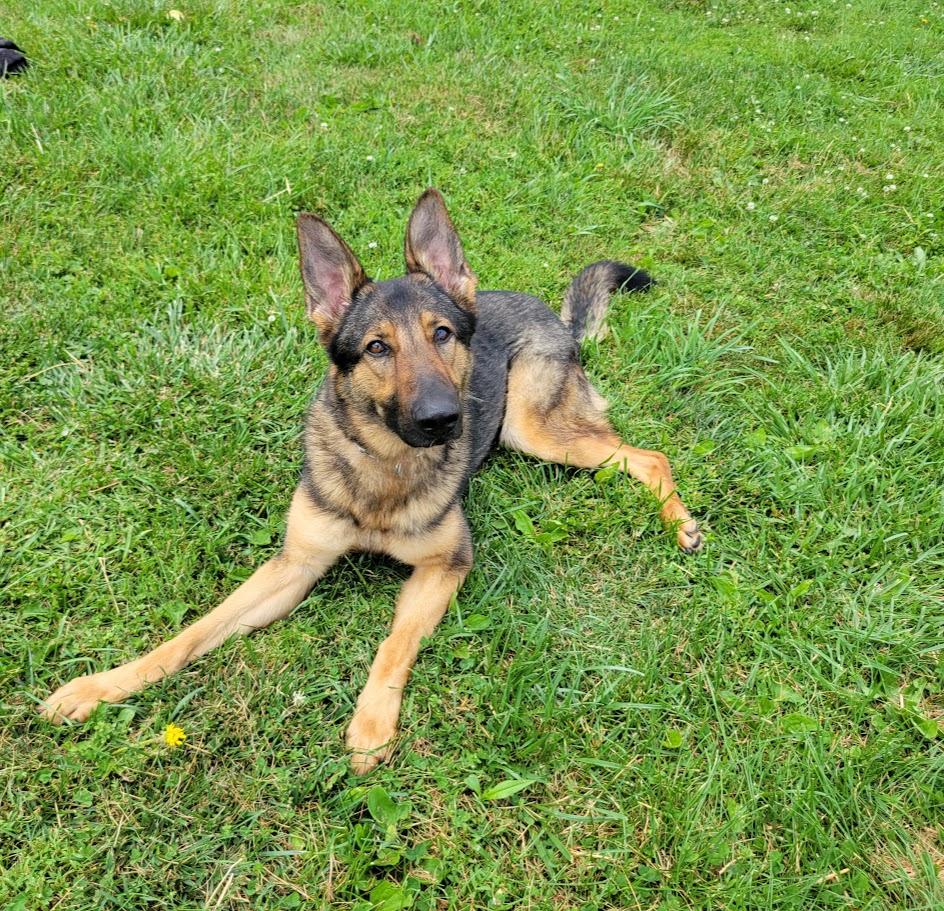 Enlarge Ingrid, an adopted German Shepherd Dog in Lisbon, OH image 3/4