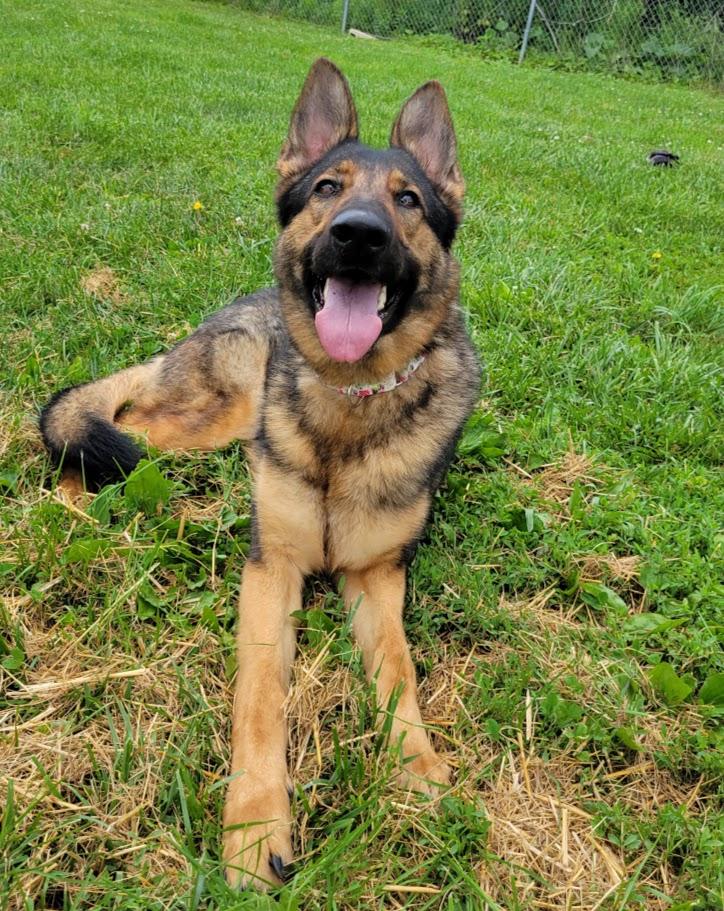 Enlarge Ingrid, an adopted German Shepherd Dog in Lisbon, OH image 2/4