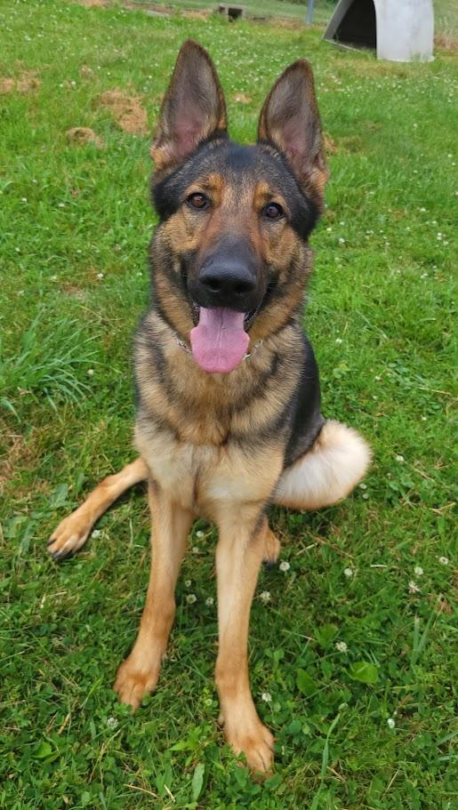 Ingrid, adopted, Young Female German Shepherd Dog.