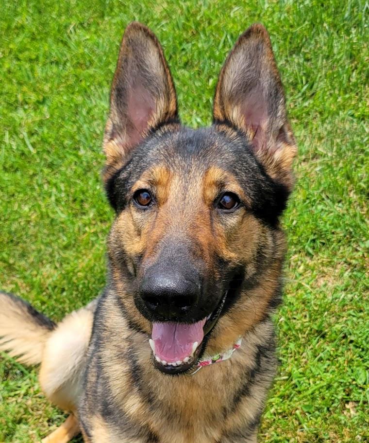 Enlarge Ingrid, an adopted German Shepherd Dog in Lisbon, OH image 4/4
