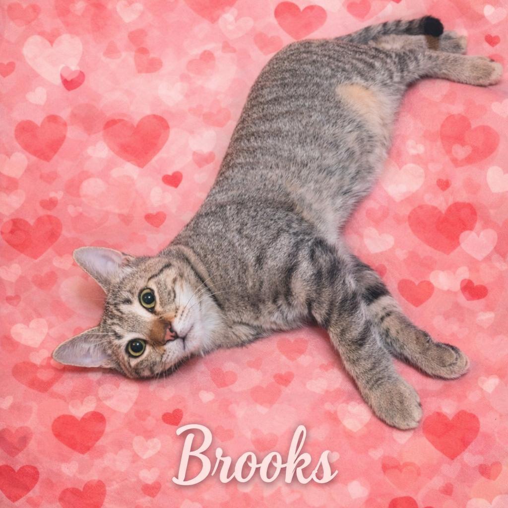 Enlarge Brooks, a Adoptable mixed breed in DeKalb, IL image 1/1