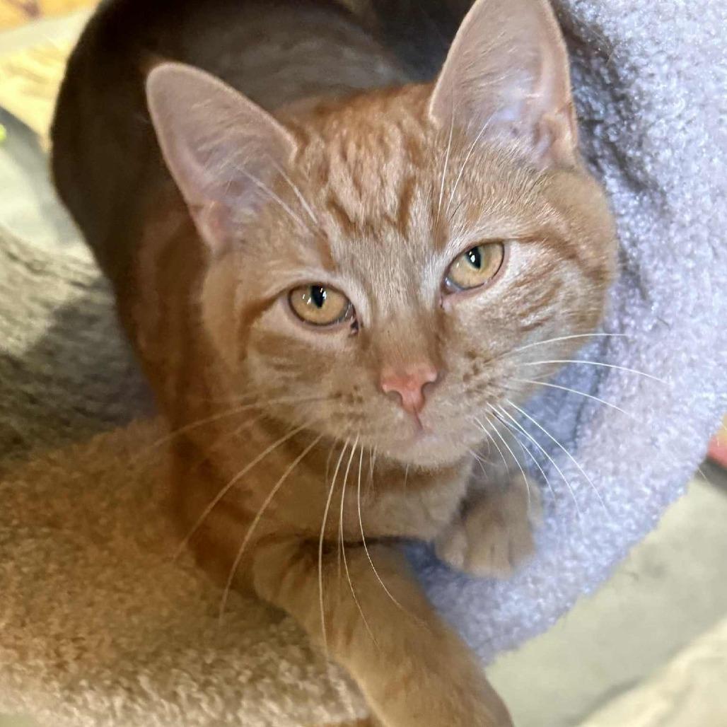 Zeus, Adoptable, Kitten Male Domestic Short Hair.