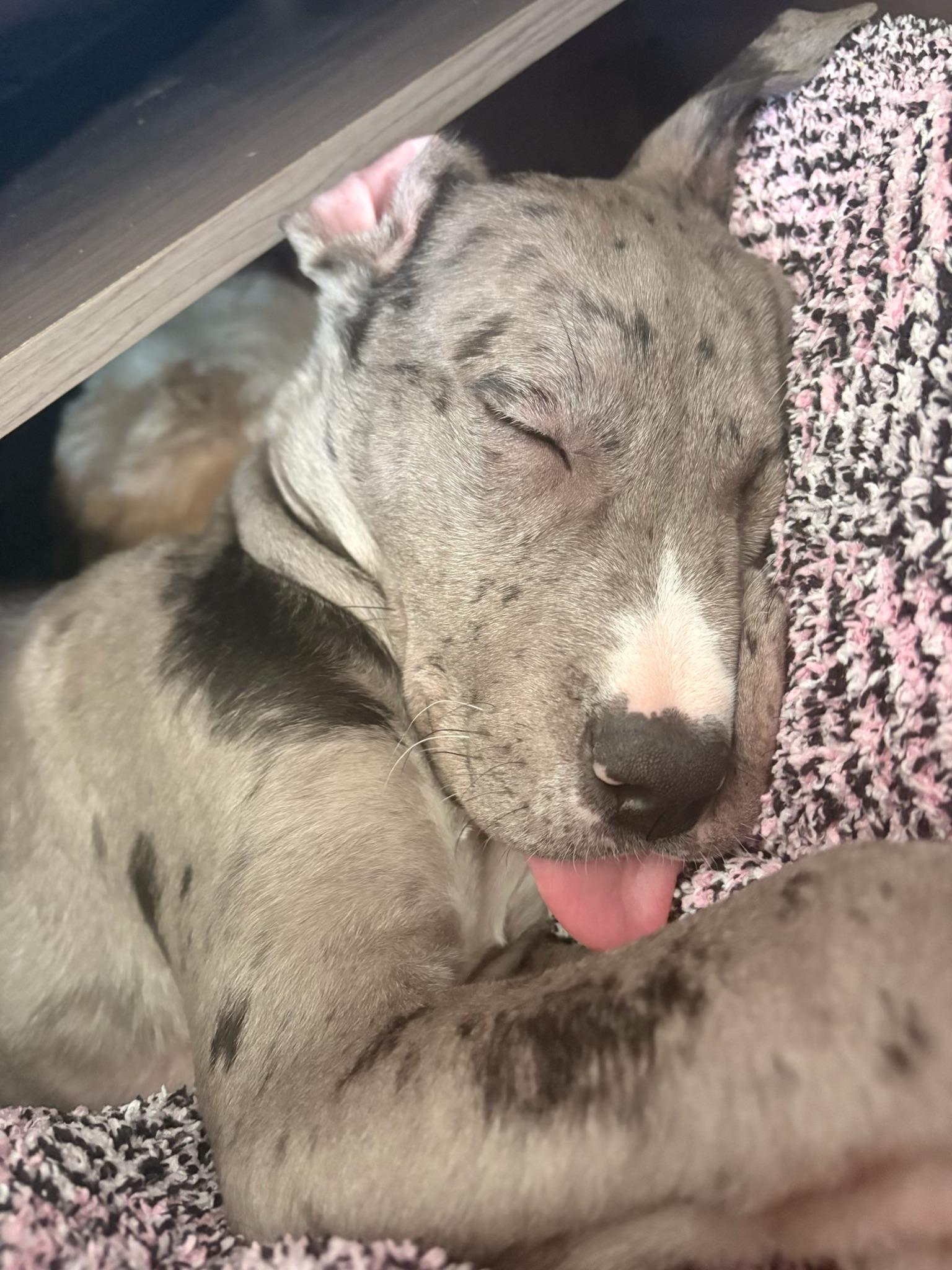 Enlarge Beth, a Adoptable mixed breed in Manalapan, NJ image 4/6