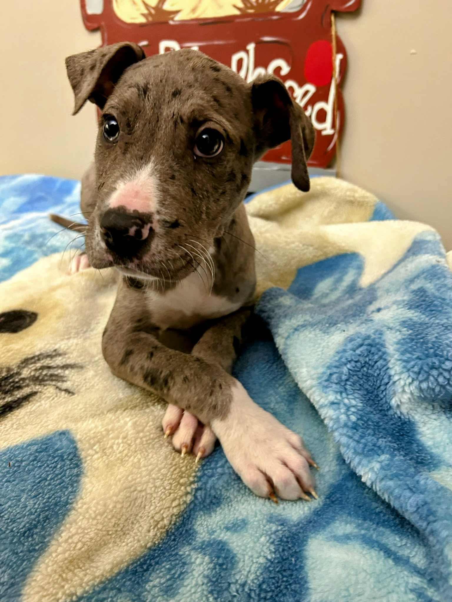 Enlarge Beth, a Adoptable mixed breed in Manalapan, NJ image 3/6