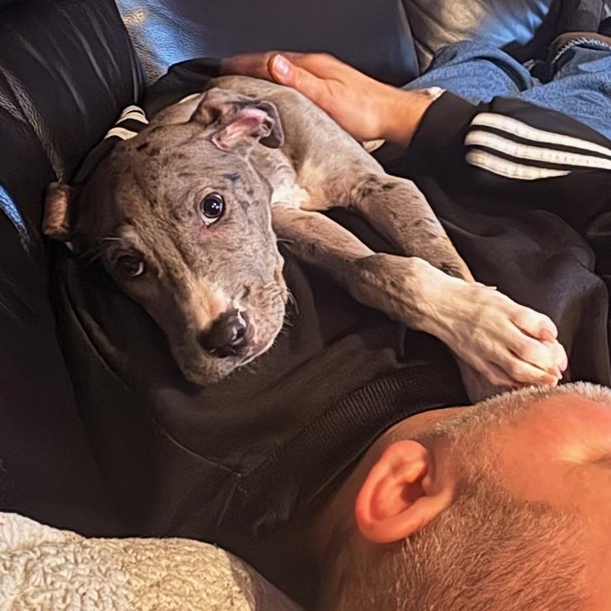 Enlarge Beth, a Adoptable mixed breed in Manalapan, NJ image 6/6