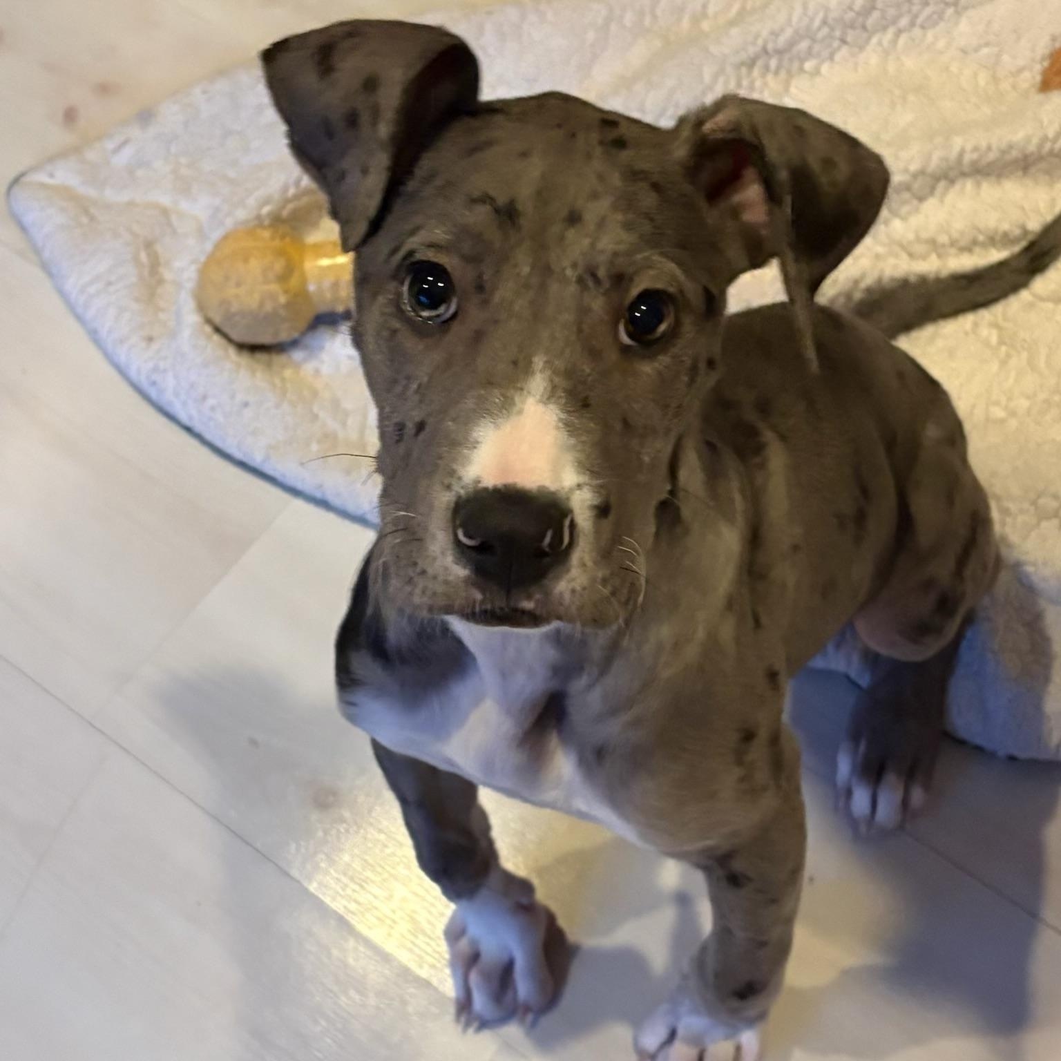 Enlarge Beth, a Adoptable mixed breed in Manalapan, NJ image 5/6