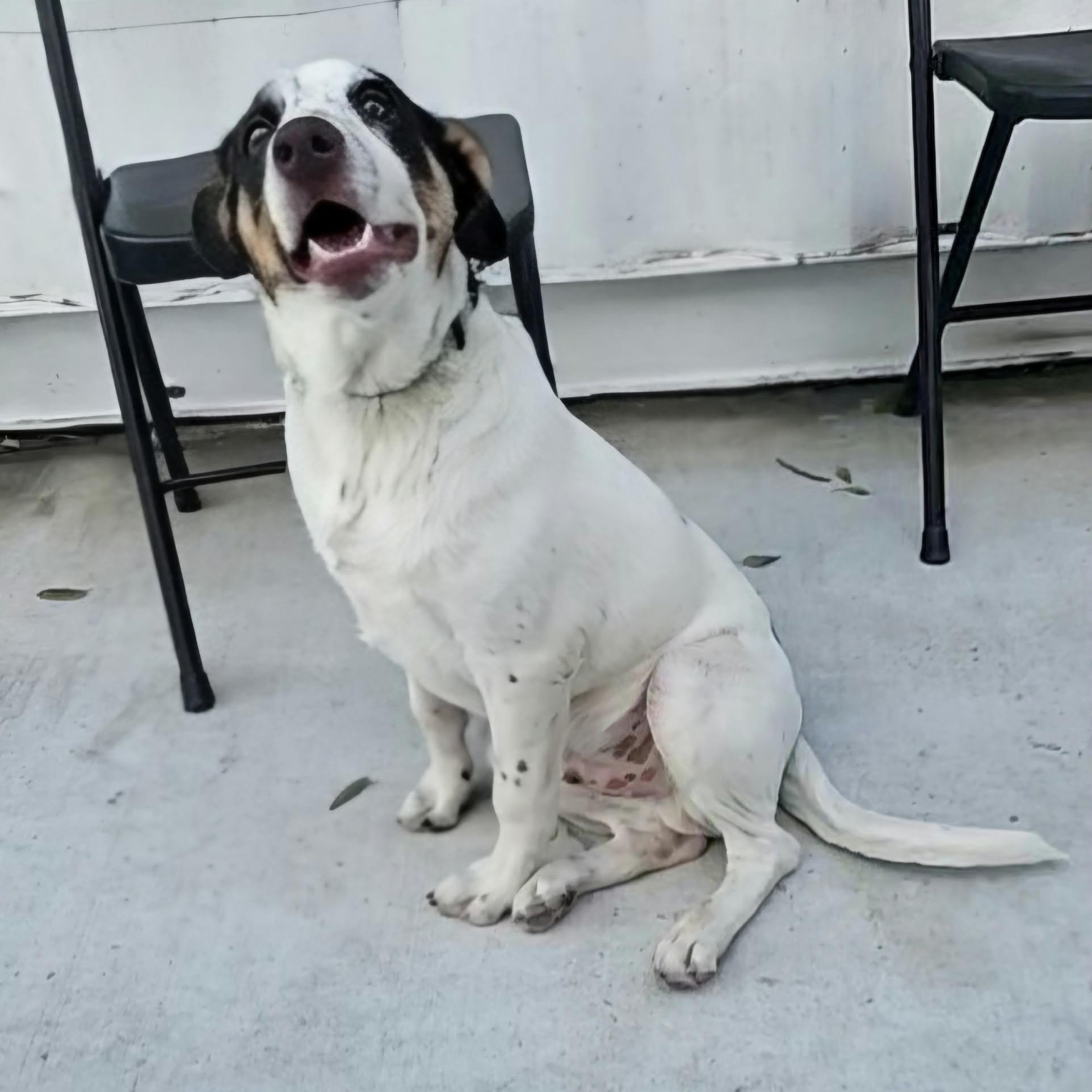 Tugger — thumbnail 4