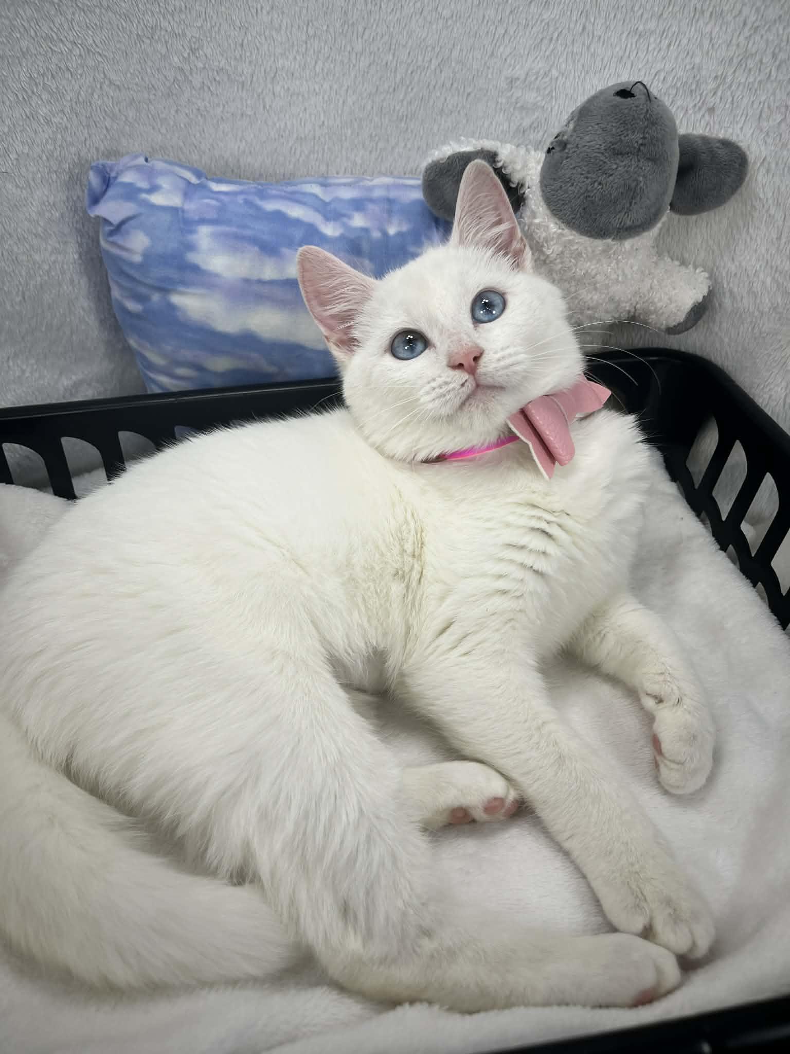 Shawntay , adopted, Kitten Female Turkish Angora & Domestic Medium Hair.