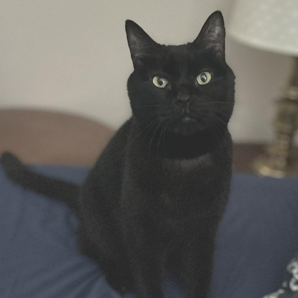 Enlarge Sisko, a Adoptable Domestic Short Hair in West Olive, MI image 2/6