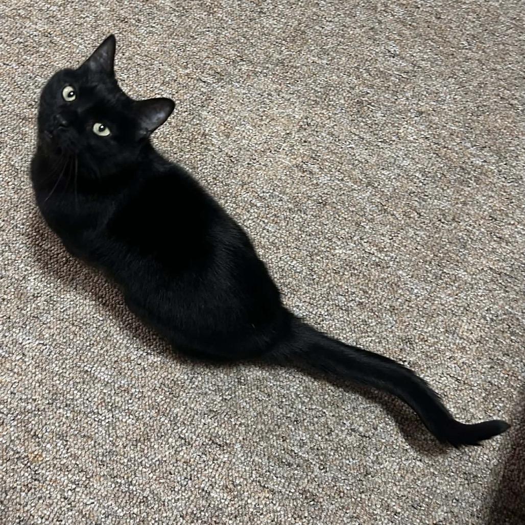 Enlarge Sisko, a Adoptable Domestic Short Hair in West Olive, MI image 3/6