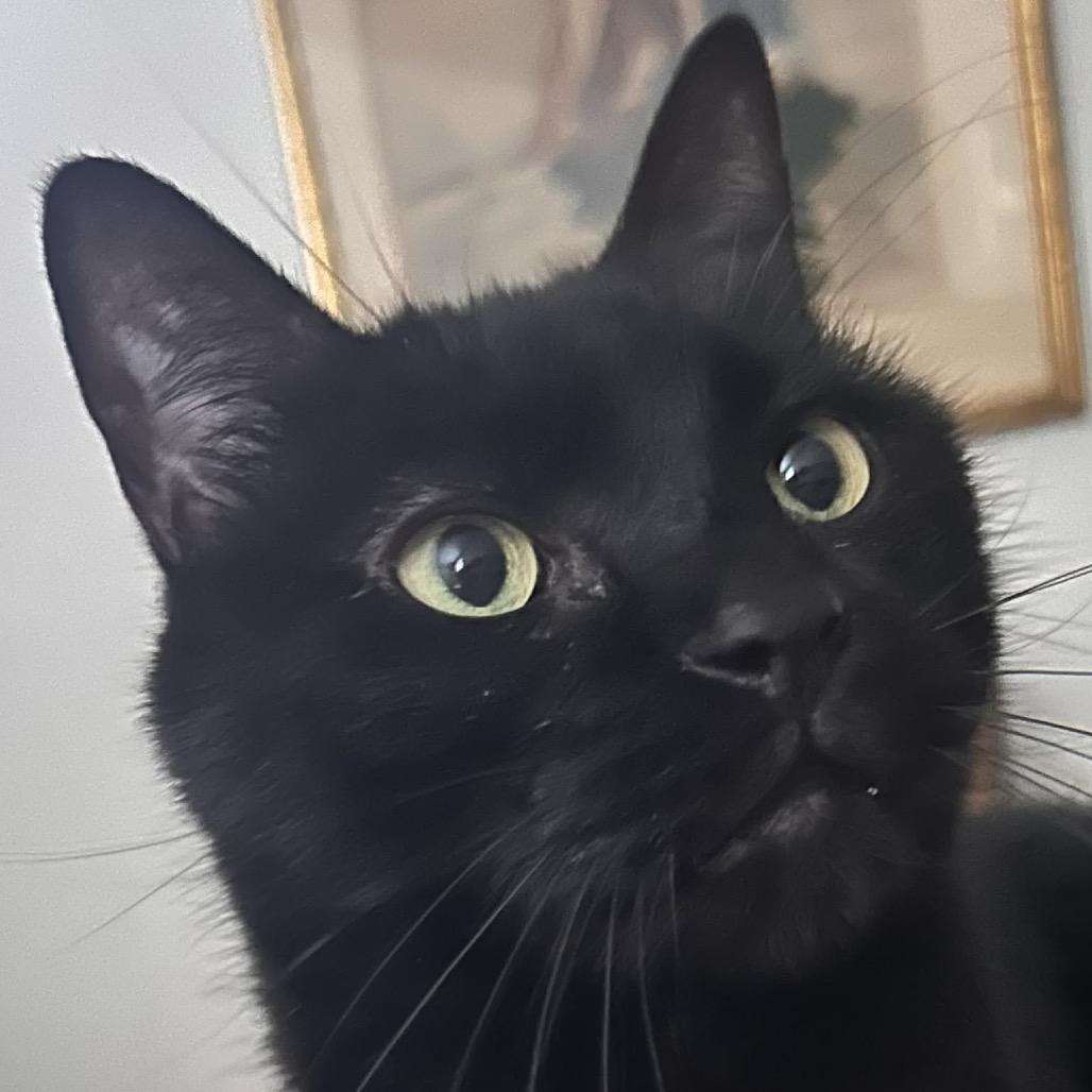 Enlarge Sisko, a Adoptable Domestic Short Hair in West Olive, MI image 4/6