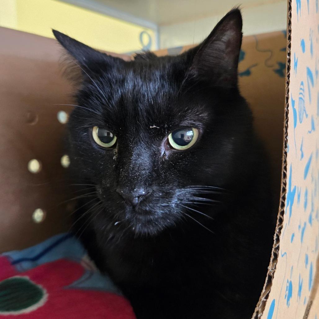 Enlarge Sisko, a Adoptable Domestic Short Hair in West Olive, MI image 2/2