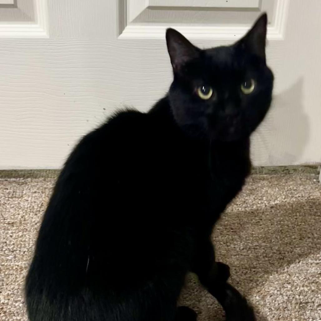 Enlarge Sisko, a Adoptable Domestic Short Hair in West Olive, MI image 6/6