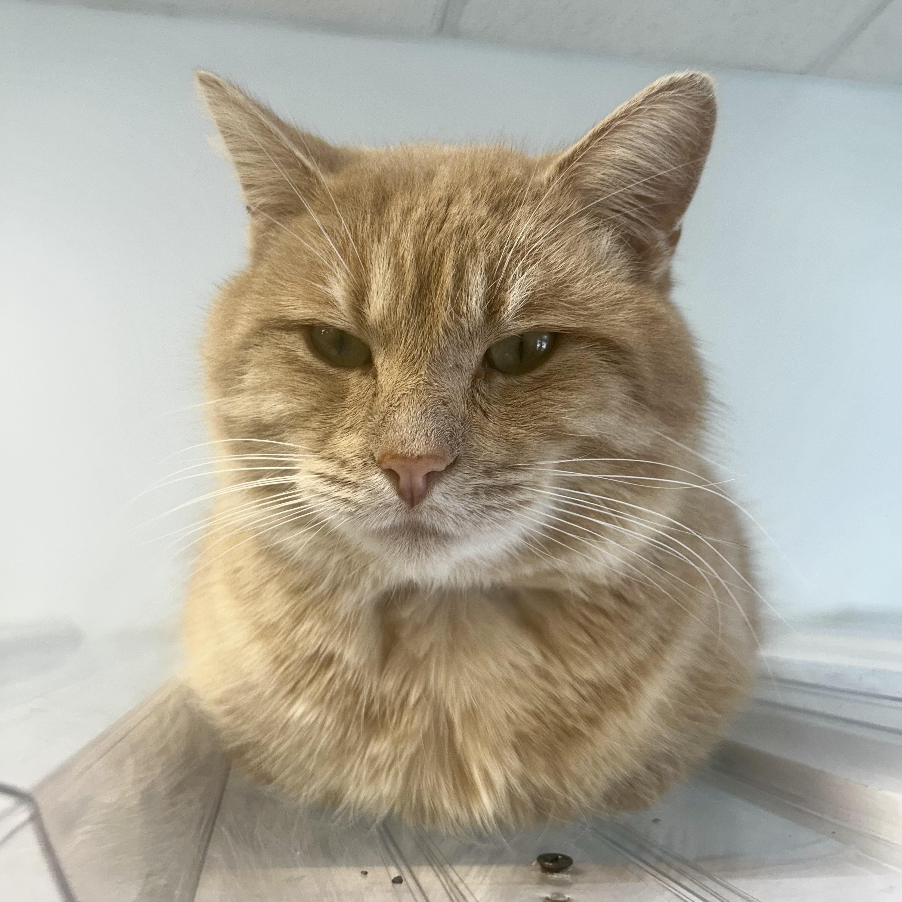 Enlarge Flynn - CHOW HOUND, a ADOPTABLE Tabby in Grand Rapids, MI image 2/6