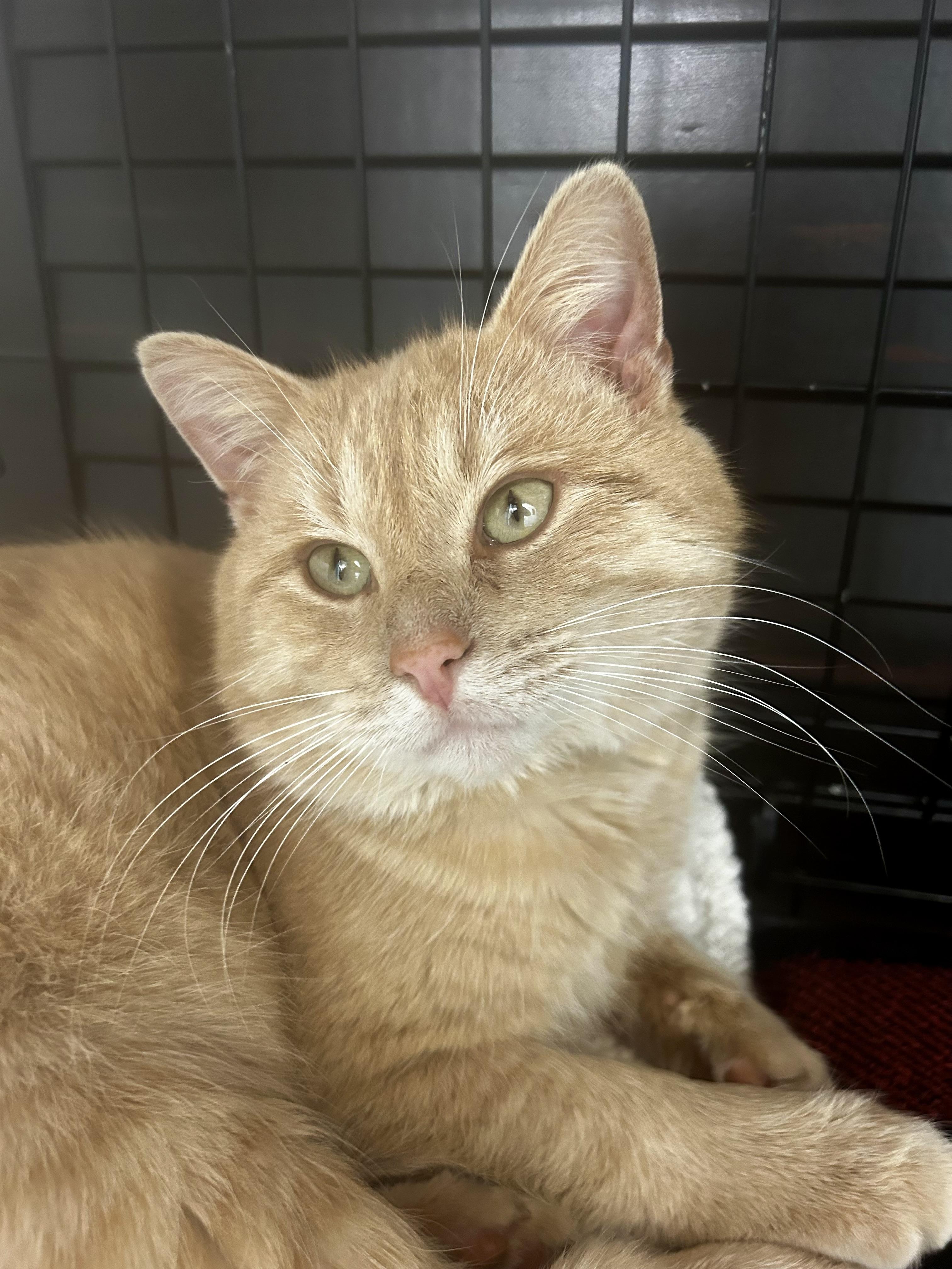 Enlarge Flynn - CHOW HOUND, a ADOPTABLE Tabby in Grand Rapids, MI image 3/6
