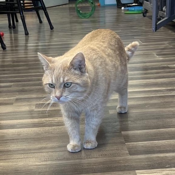 Enlarge Flynn - CHOW HOUND, a ADOPTABLE Tabby in Grand Rapids, MI image 5/6