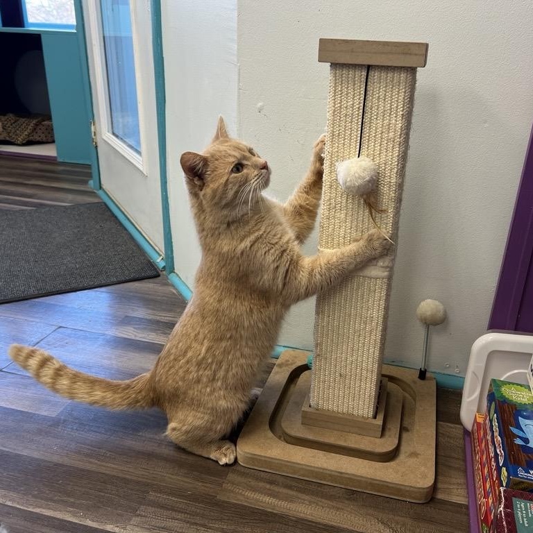 Enlarge Flynn - CHOW HOUND, a ADOPTABLE Tabby in Grand Rapids, MI image 6/6