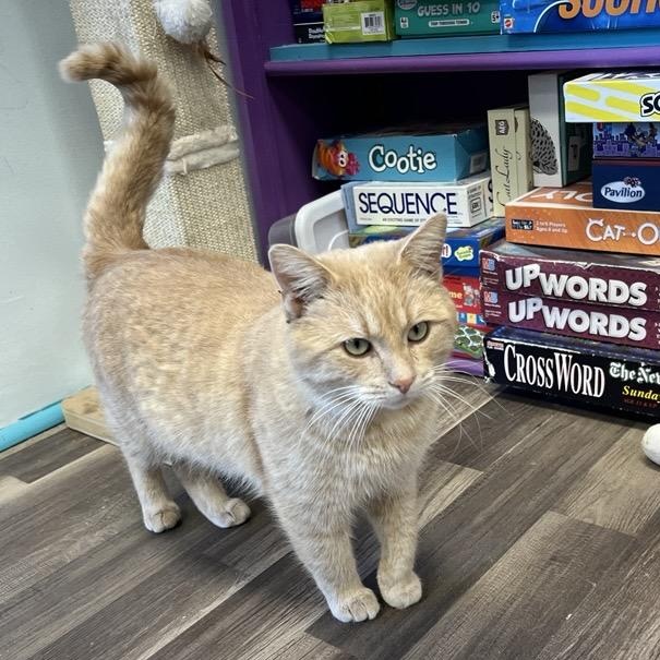 Enlarge Flynn - CHOW HOUND, a ADOPTABLE Tabby in Grand Rapids, MI image 1/6