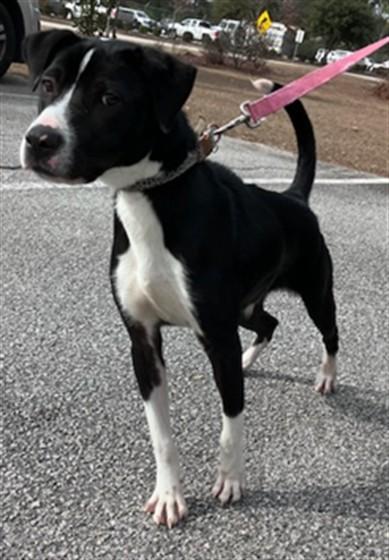 Enlarge KEVIN, a Adoptable mixed breed in Lexington, SC image 1/1