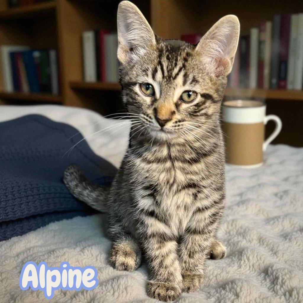 Enlarge Alpine, a Adopted Domestic Short Hair in Sorrento, LA image 1/1
