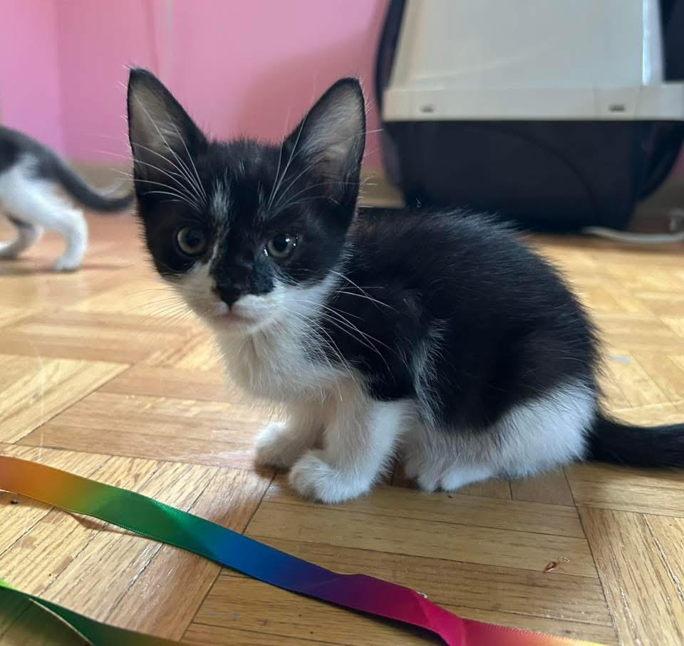 Dash, a ADOPTABLE Domestic Medium Hair in Johnston , RI image 3/6
