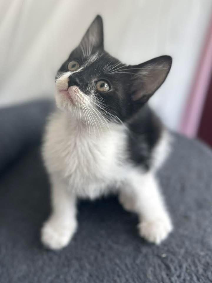 Dash, a ADOPTABLE Domestic Medium Hair in Johnston , RI image 2/6