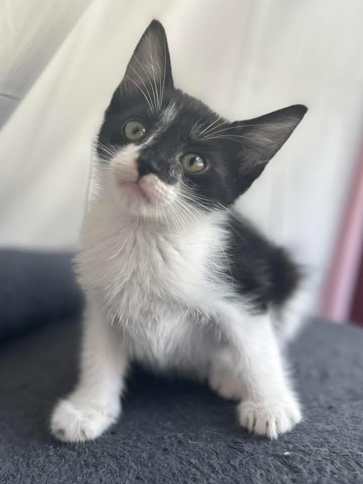 Dash, a ADOPTABLE Domestic Medium Hair in Johnston , RI image 4/6