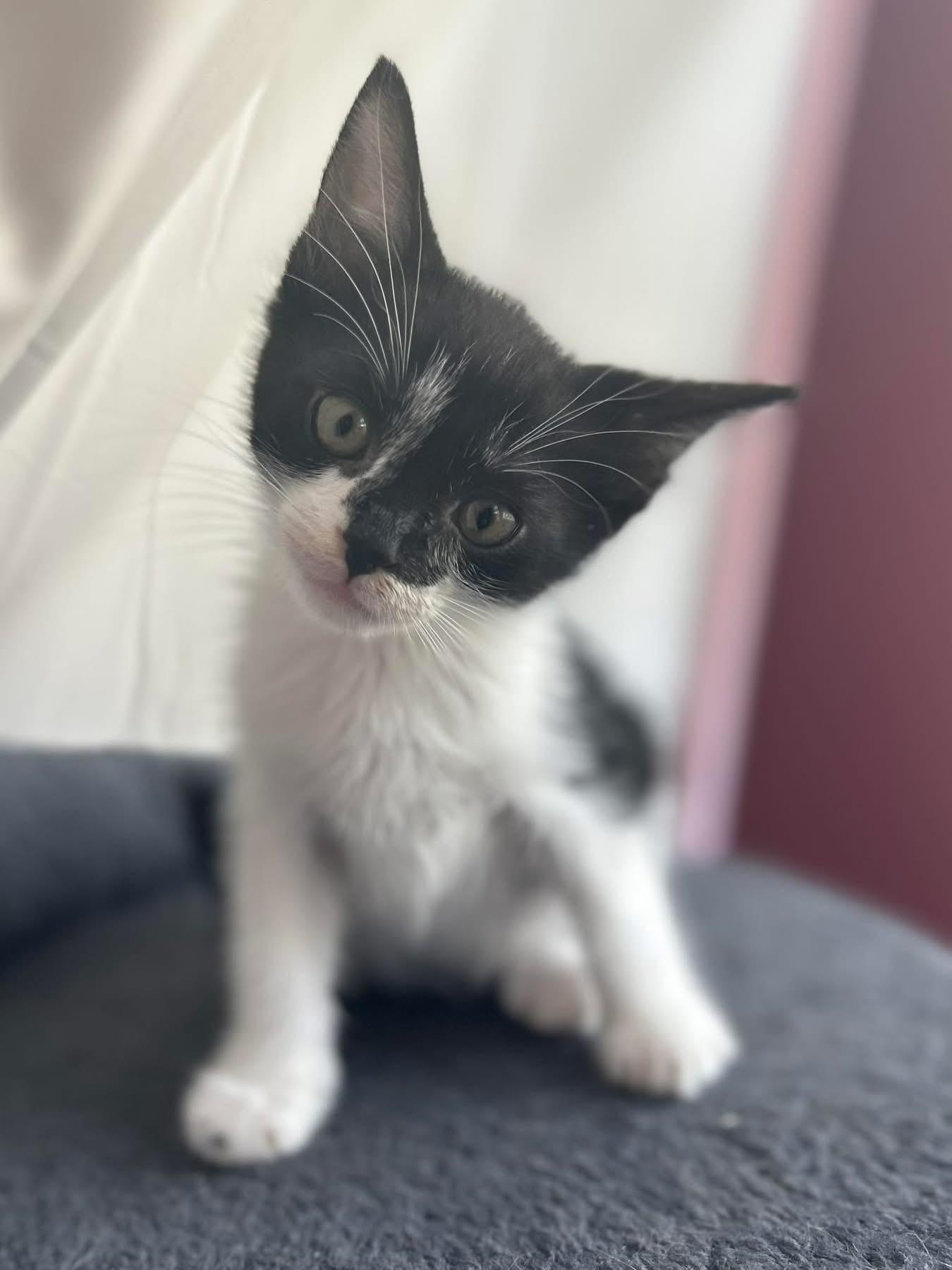 Dash, ADOPTABLE, Kitten Male Domestic Medium Hair.