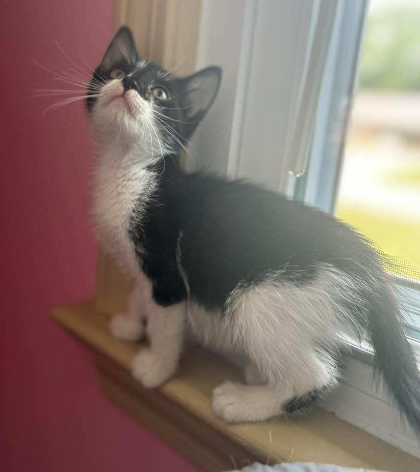 Dash, a ADOPTABLE Domestic Medium Hair in Johnston , RI image 6/6