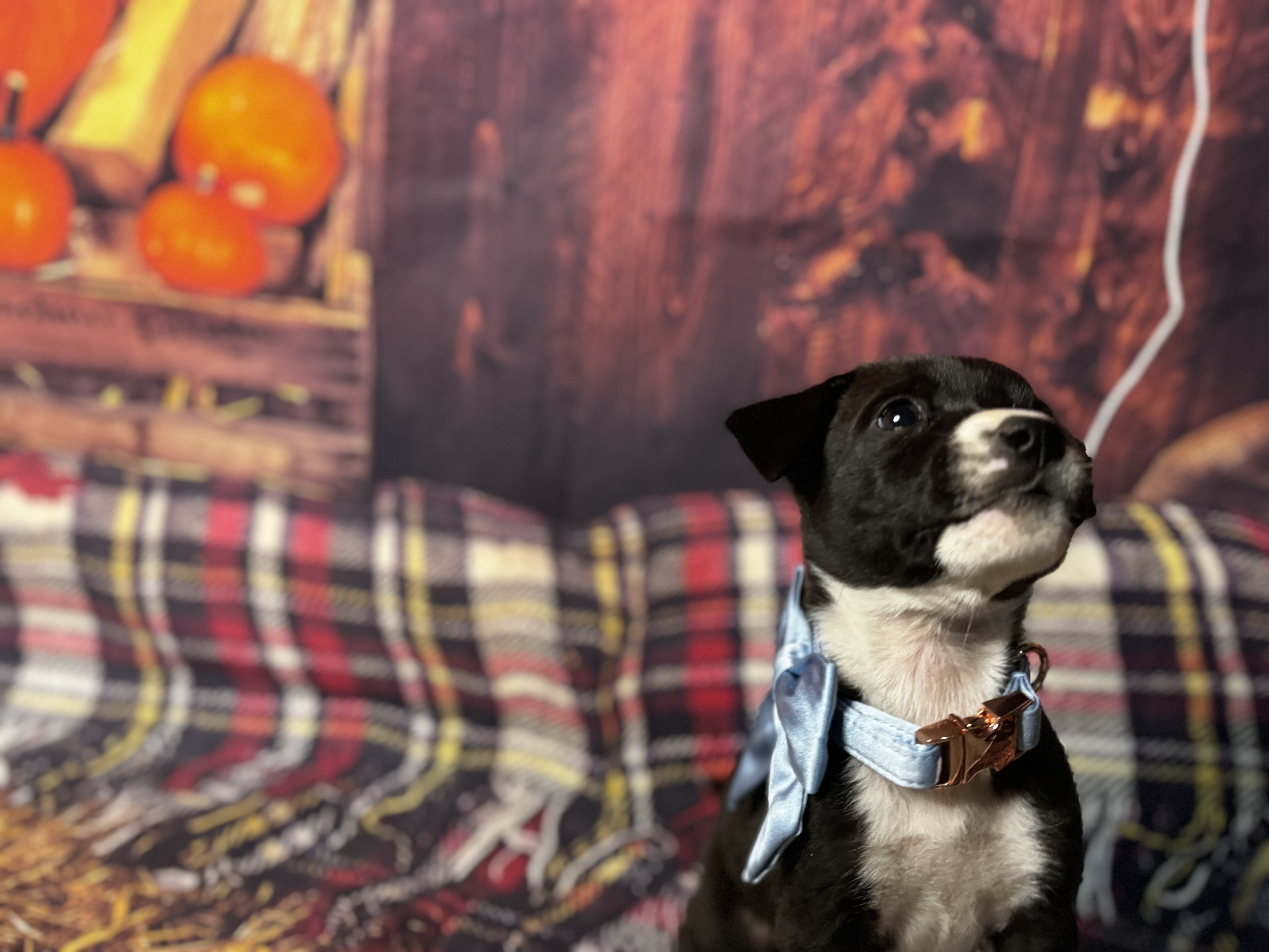 Dog for adoption Snoopy, a Cattle Dog in Van Nuys, CA Petfinder