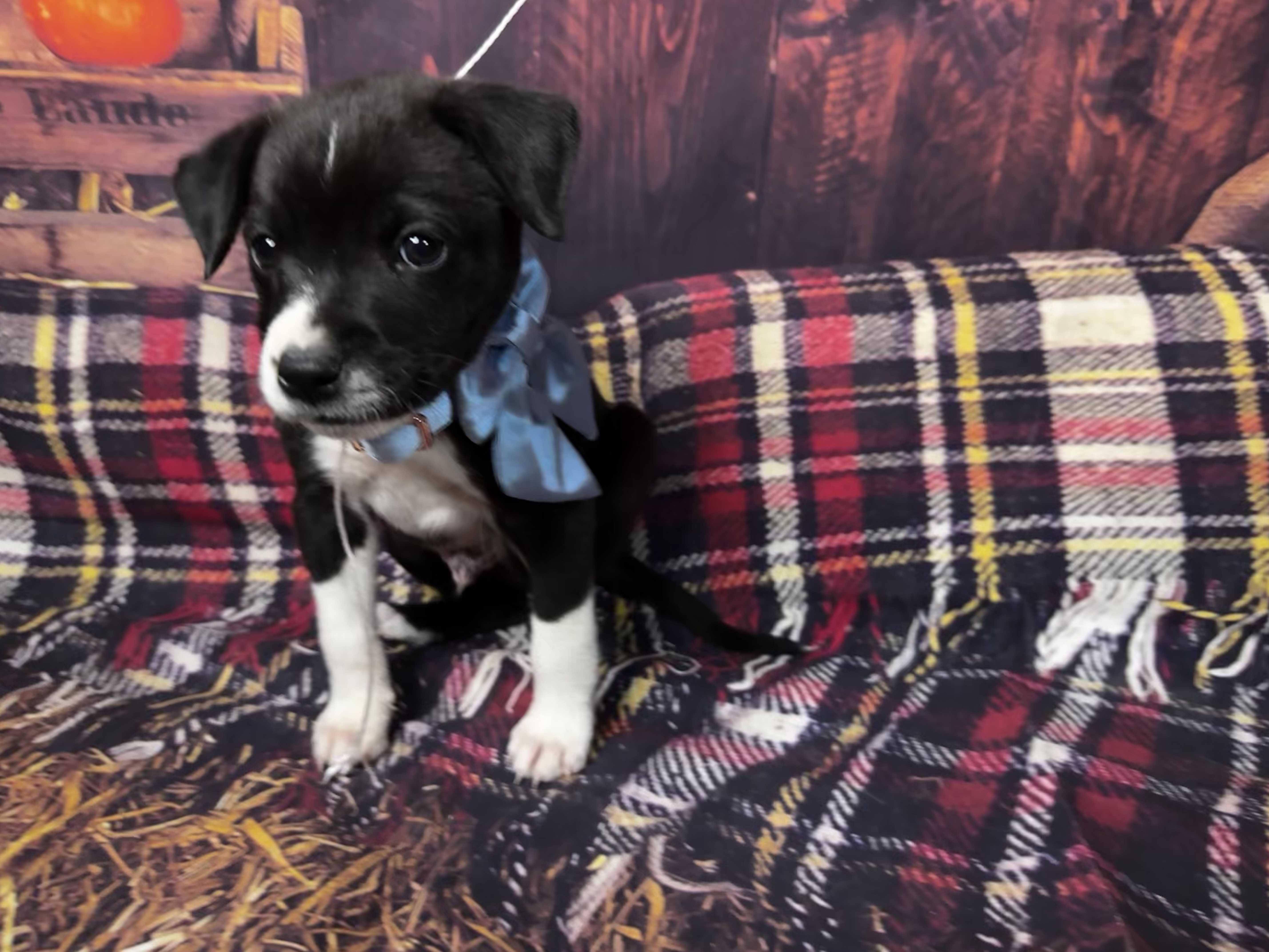 Dog for adoption Snoopy, a Cattle Dog in Van Nuys, CA Petfinder