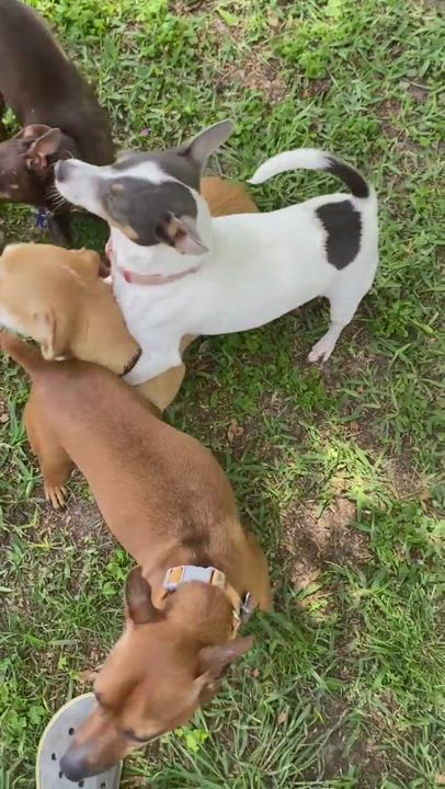 Enlarge Tinka - ADOPTED!, a Adopted mixed breed in Houston, TX video 5/9