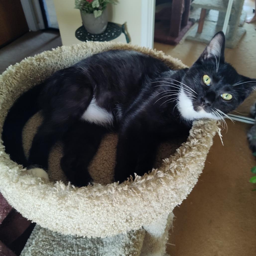 Miles, Adoptable, Young Male Domestic Short Hair.