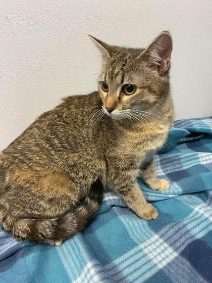 Enlarge Missy, a Adoptable mixed breed in Spruce Pine, NC image 1/1