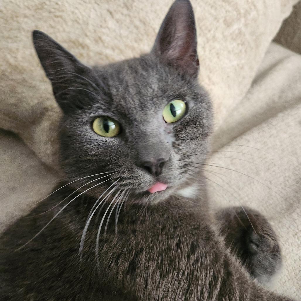 Enlarge Argon, a Adoptable Domestic Short Hair in Idaho Falls, ID image 2/2