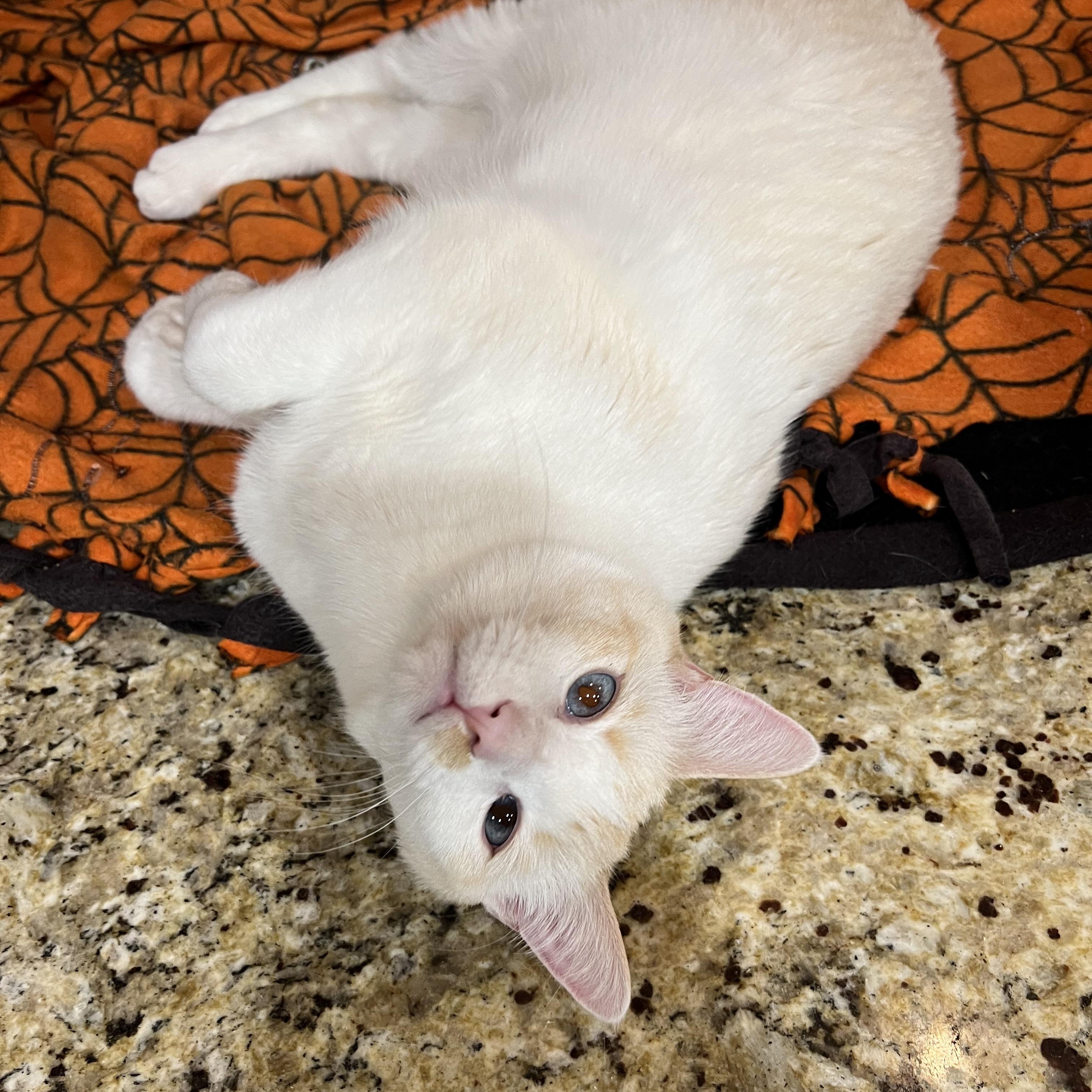 Enlarge Lover boy Flamepoint, a Adoptable mixed breed in Glendora, CA image 4/5