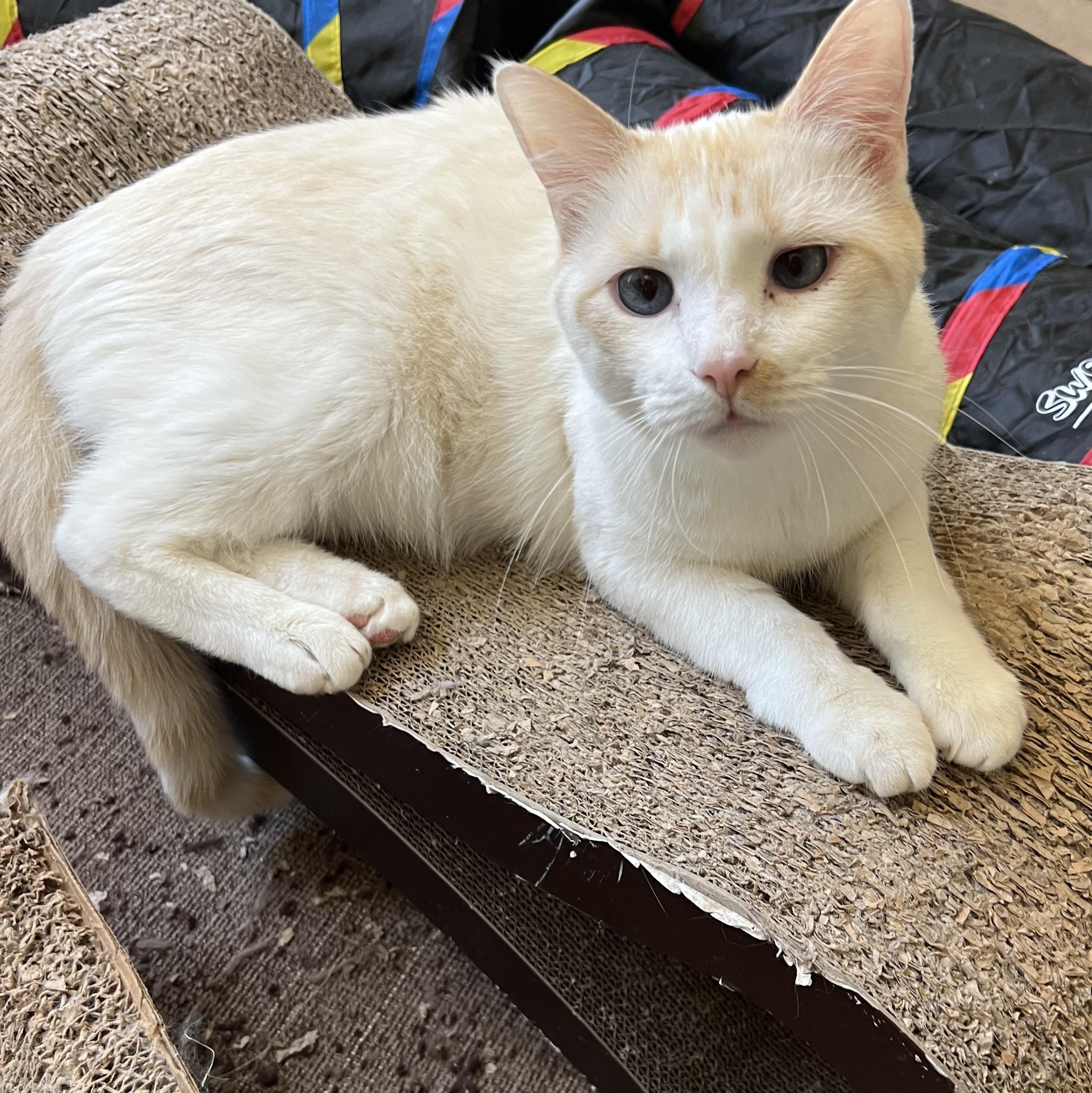 Lover boy Flamepoint