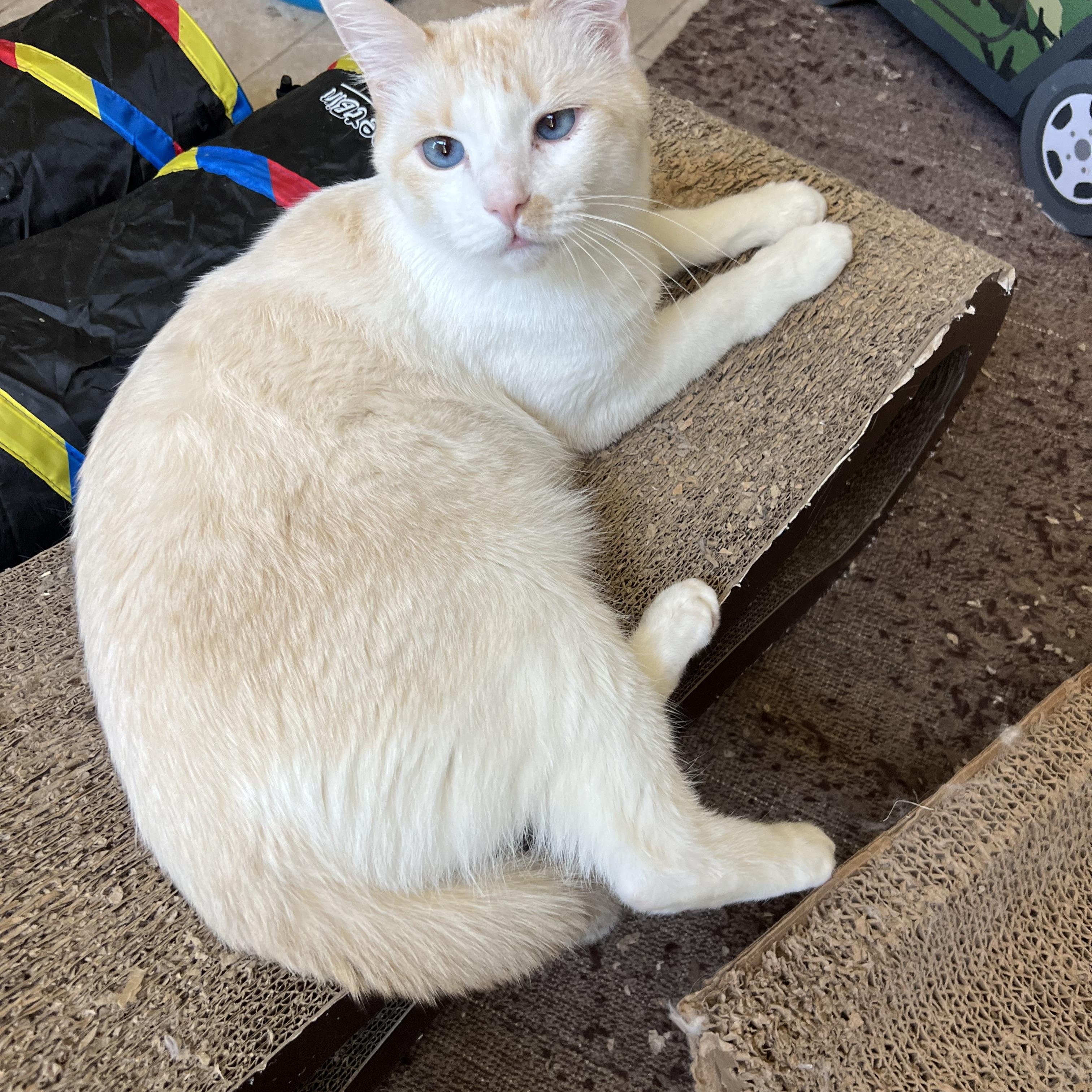 Enlarge Lover boy Flamepoint, a Adoptable mixed breed in Glendora, CA image 5/5