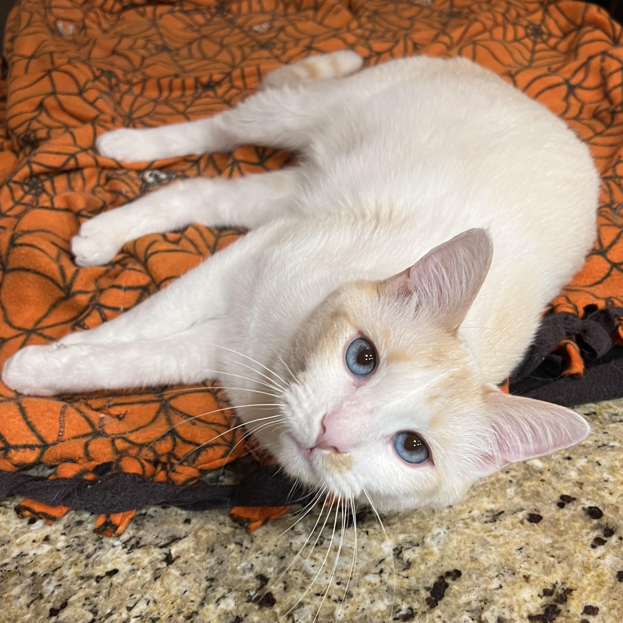 Lover boy Flamepoint