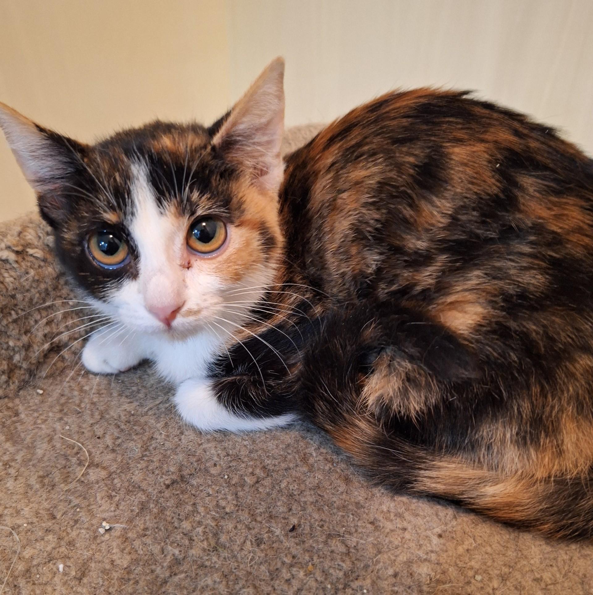 Boba, adoptable, Kitten Female Domestic Short Hair.