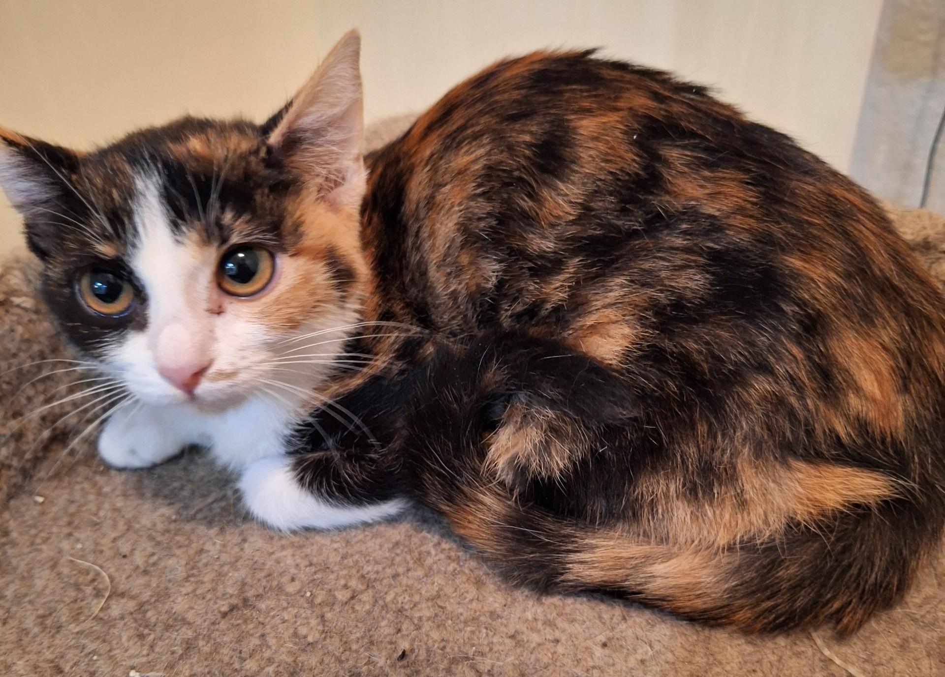 Enlarge Boba, an adoptable Domestic Short Hair in Queen Creek, AZ image 2/2