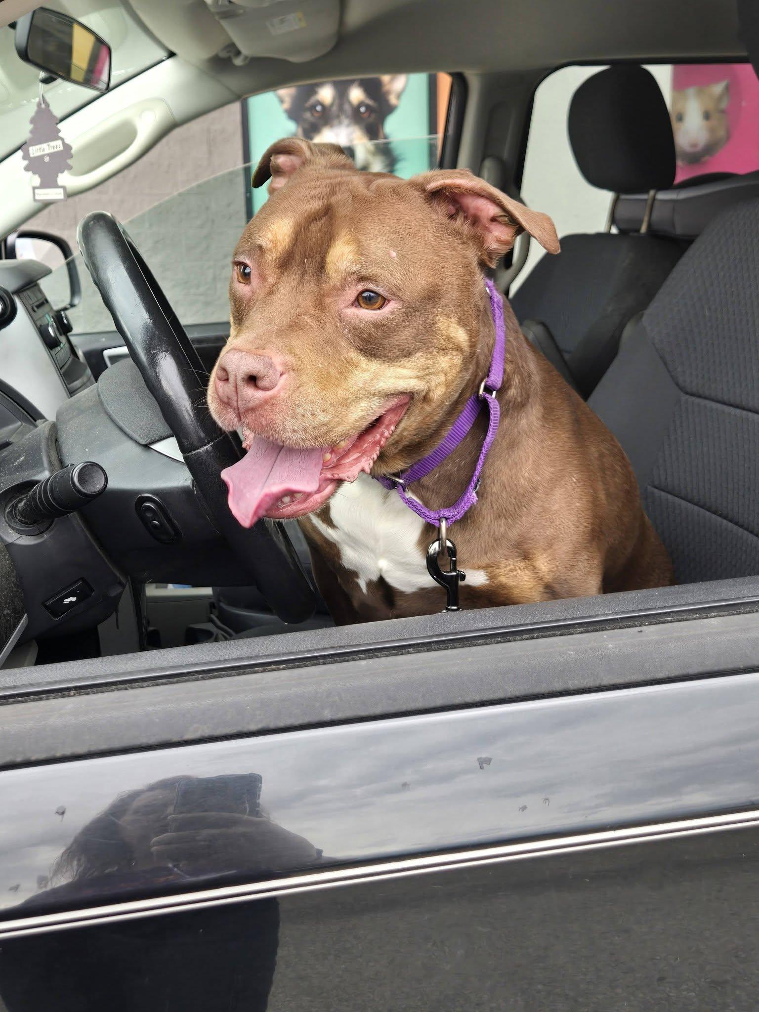 Enlarge Brownie, a Adoptable mixed breed in Greensburg, PA image 5/6