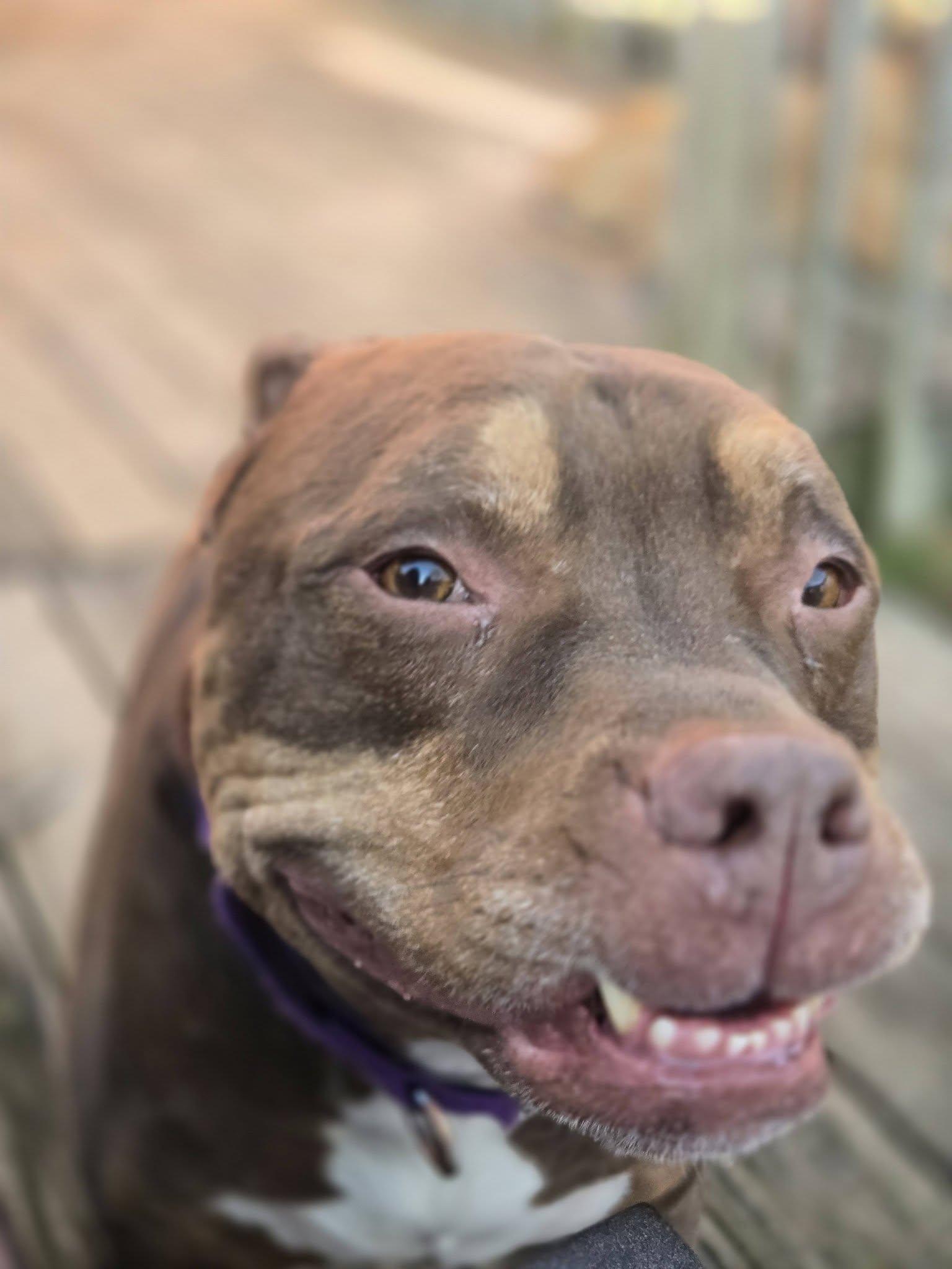 Enlarge Brownie, a Adoptable mixed breed in Greensburg, PA image 2/6