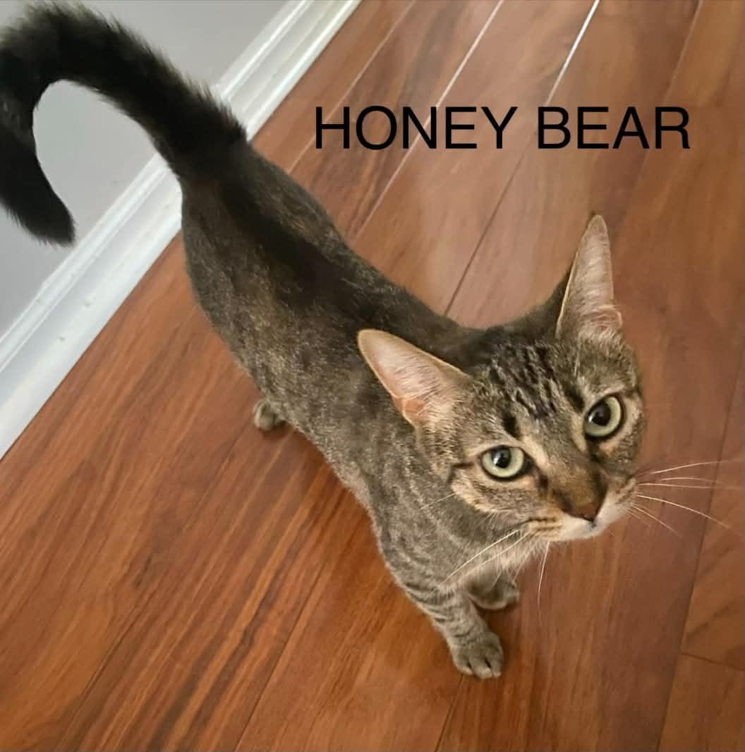 Enlarge Honey Bear, a Adoptable Tabby in Livonia, MI image 1/2