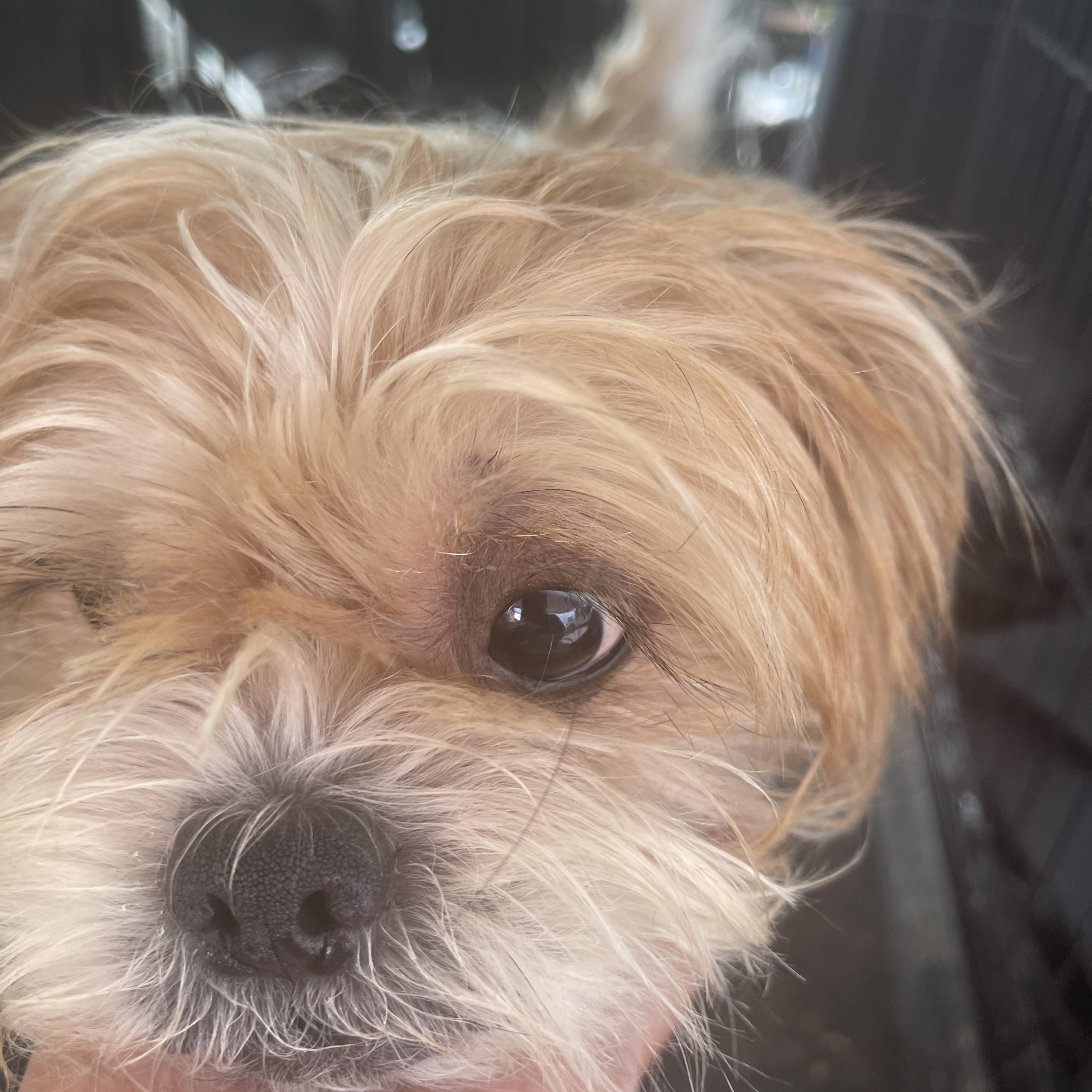 Enlarge Levi, a ADOPTABLE mixed breed in Gainesville, VA image 4/5